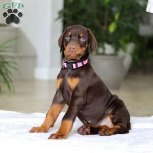 Jewel, Doberman Pinscher Puppy